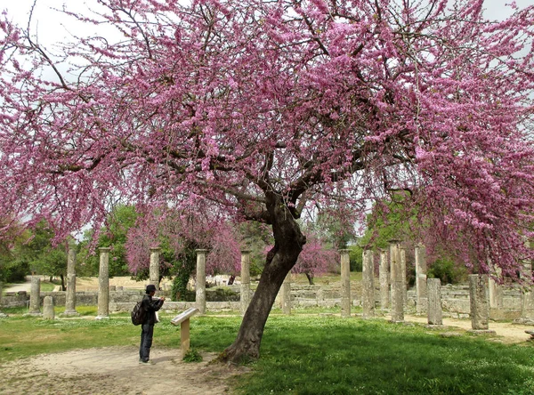 希腊古代奥林匹亚考古遗址中盛开的粉色犹大树下的古代遗迹 — 图库照片