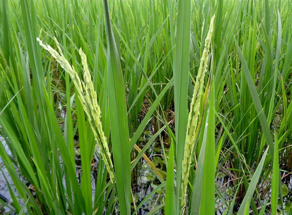 ナコンラチャシマ県の緑の水田で稲刈り — ストック写真