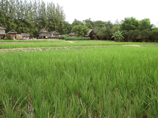 Vibrant Green Paddy Field Thai Traditional Style Rustic Houses Nakhon — стокове фото
