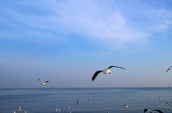 Flock Måsar Som Flyger Fritt Över Blå Havet — Stockfoto