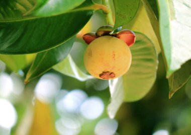 Genç Mangosteen Fruit ağaçta, Tayland 'ın Rayong ili.