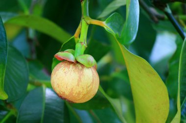 Tayland 'ın Rayong Eyaleti bahçesindeki ağaçta sarı renkli genç Mangosteen meyvesi.