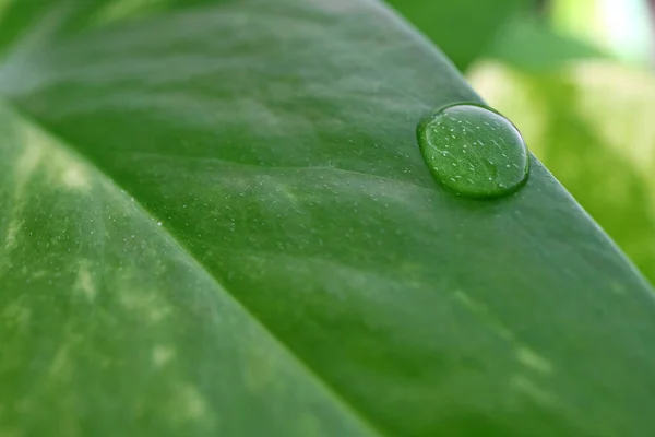 Gouttelettes Eau Sur Feuille Verte Vibrante Avec Mise Point Sélective — Photo