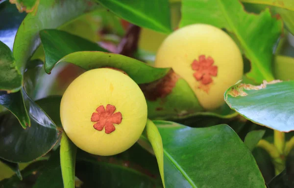 Par Jovens Mangosteen Frutas Árvore Tailândia — Fotografia de Stock