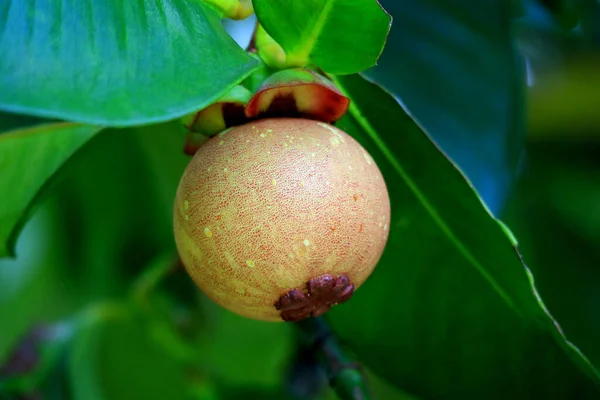 Fechado Jovens Frutas Mangostão Árvore Com Folhas Verdes Província Rayong — Fotografia de Stock