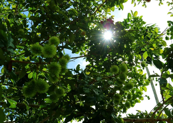 Slunce Svítí Přes Rambutan Strom Mnoha Nezralé Ovoce Krajina Thajska — Stock fotografie