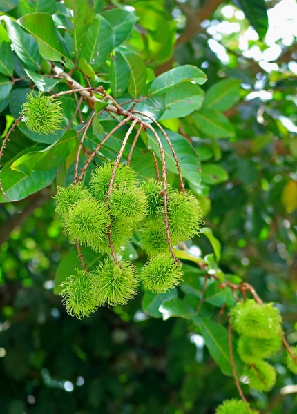 Bunch Vibrant Green Young Rambutan Frutas Árvore Foto Vertical — Fotografia de Stock