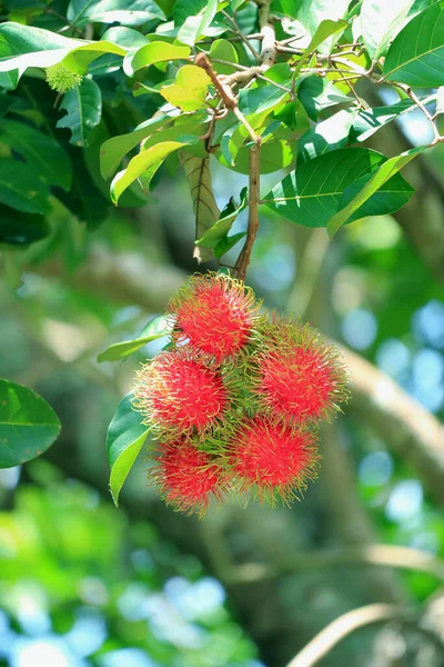 Bunch Ready Harvested Ripe Rambutan Frutas Árvore Foto Vertical — Fotografia de Stock