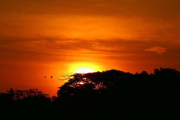 The Bright Sun Rising Up Behind Treetop with a Pair of Flying Bird