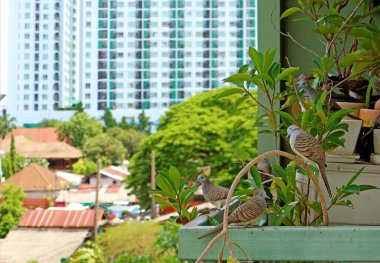 Yakın plan Vahşi Zebra Güvercin Sürüsü Arka planda Bulanık Yüksek Binayla Ev Bitkilerinde Rahatlıyor