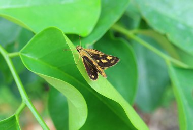 Sarı ve Siyah Kelebek Canlı Yeşil Yaprağın Üzerinde Dinleniyor