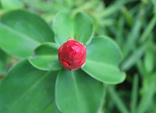 Bovenaanzicht Van Rode Gember Alpinia Purpurata Bloemknop Groene Bladeren — Stockfoto