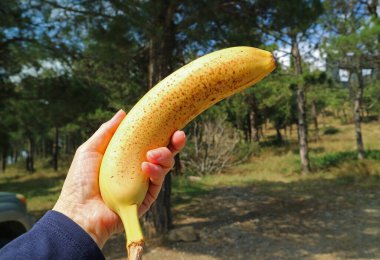 Arka planda bulanık ormanlarla kaplı kahverengi benekli olgun bir muzu tutan el.