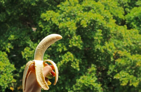 Peeled Ripe Banana Hand Blurry Green Foliage Backdrop — Stock Photo, Image