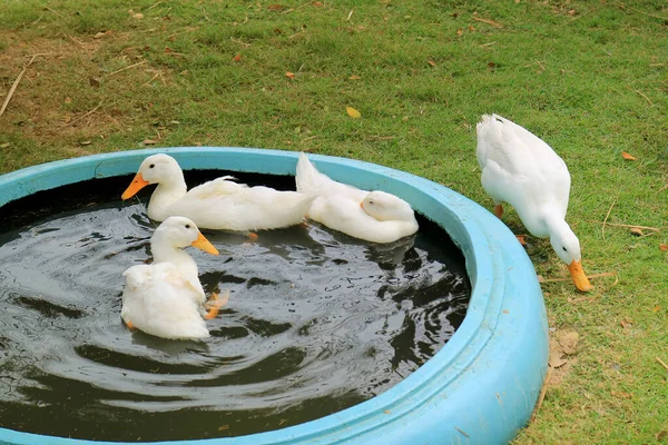 Kudde Witte Pekin Eenden Zwemmen Ontspannen Een Achtertuin Bekken — Stockfoto