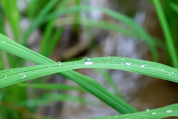 Gotas Agua Cristalina Vibrante Hoja Verde Luz Del Sol Mañana —  Fotos de Stock