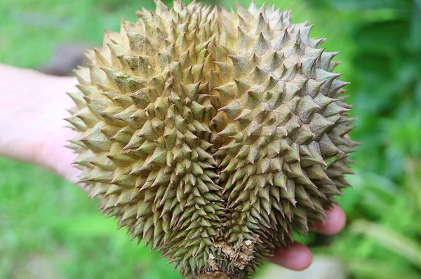 Zbliżenie Miniaturowego Kształtu Serca Owoce Duriana Tajlandia — Zdjęcie stockowe