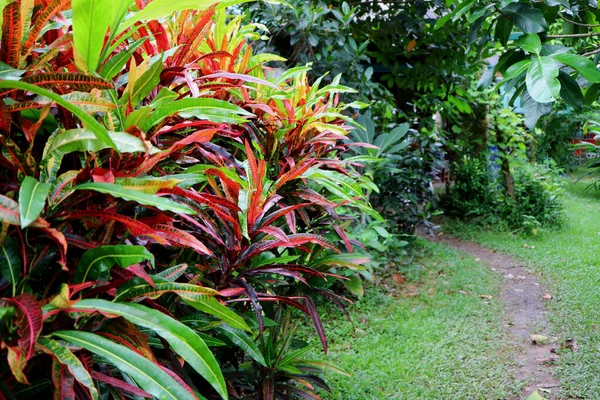 타이의 정원인 녹색과 빨간색의 크로톤 지대를 — 스톡 사진