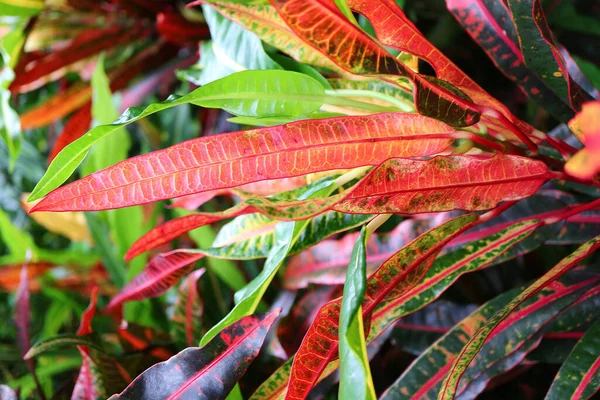 Couleur Rouge Vif Vert Feuilles Croton Dans Lumière Soleil Thaïlande — Photo