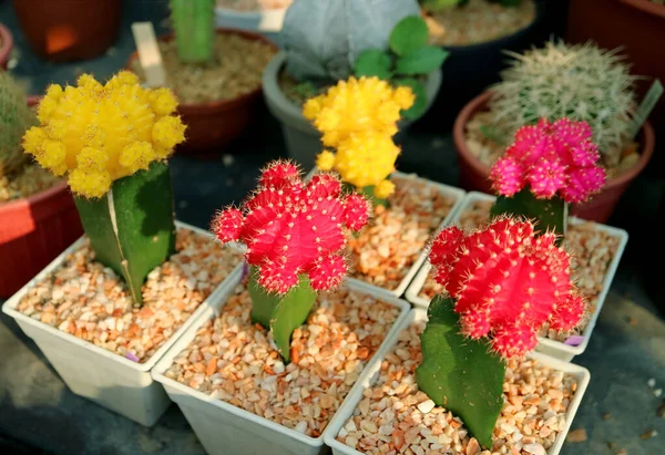 Colección Coloridas Macetas Hibotan Cacti Moon Cactus Plantas Casa Veranda — Foto de Stock