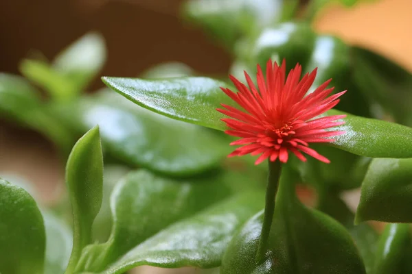 Vivido Rosa Fiore Rosa Del Bambino Fiore Tra Foglie Verdi — Foto Stock