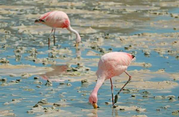 Par Rosa Flamingos Grazing Det Grunda Saltvattnet Laguna Hedionda Lake — Stockfoto