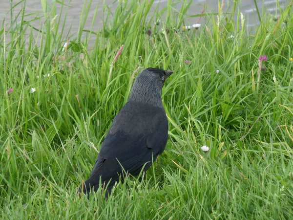 Black Western Jackdaw Bird Rilassarsi Sull Erba Verde Vicino Fiume — Foto Stock