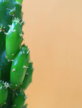 Açık kahverengi zemin üzerinde mini kaktüs bitkisinin kapalı ön görünümü, metin ve tasarım için boş alanı olan dikey fotoğraf