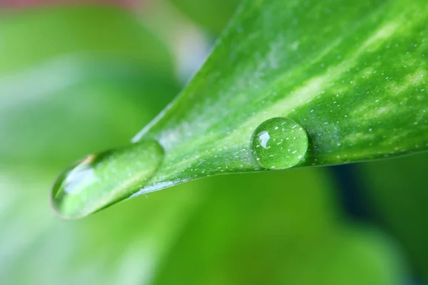 Gouttes Rosée Cristallines Sur Feuille Verte Vibrante Avec Mise Point — Photo