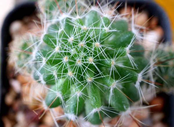 Top View Vibrant Green Mini Cactus Plants Macro Shot Selective — Stock Photo, Image