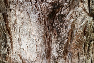 Pürüzlü Ağaç Gövdesinin Kapalı Dokusu, Arkaplan ve Desen için Seçici Odaklı