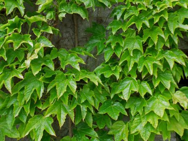 La Citadelle de Dinant Duvarı canlı yeşil sarmaşık yeşiliyle kaplı, Dinant, Wallonia Bölgesi, Belçika