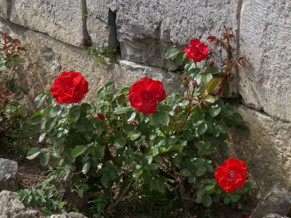 Έντονα Κόκκινα Τριαντάφυλλα Στο Τείχος Της Citadelle Dinant Περιοχή Βαλλονίας — Φωτογραφία Αρχείου