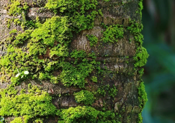 Parlak Yeşil Yosun Içeren Hindistan Cevizi Ağacı Gövdesi Seçici Odaklı — Stok fotoğraf