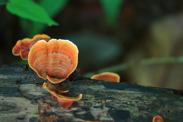 Orange Pycnoporus Cinnabarinus Wild Mushrooms Growing on the Dead Timber