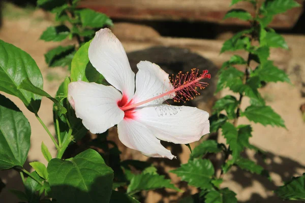 Hibiscus Amottianus Fiore Bianco Alla Luce Del Sole — Foto Stock