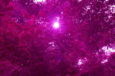 Pop art sürreal tarzı mor pembe renkli göz kamaştırıcı güneş ışığı yaprakların arasında parlıyor.