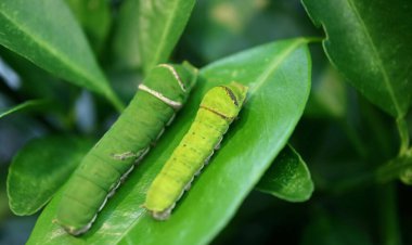 Daha küçük bir Citrus Ağacı Tırtılını, Limon Ağacı Yaprağı 'nda dinlenen Bulanık Büyük bir tırtılla yakın plan.