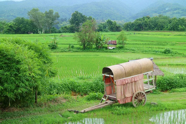 タイ北部の古いブロックカートで鮮やかな緑の未熟な稲の畑の絶景 — ストック写真