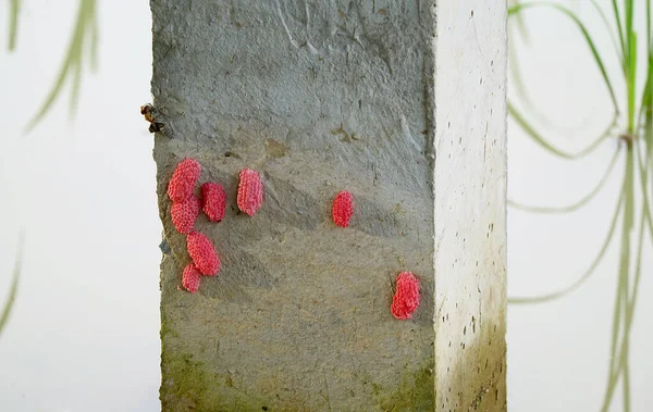 Uova Lumaca Mela Dorata Pomacea Canaliculata Deposte Ponte Cemento Palo — Foto Stock