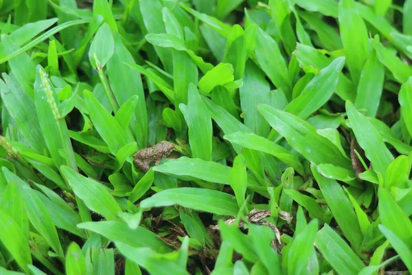 鮮やかな緑の葉の上に茶色の小さなカエルを閉じます — ストック写真