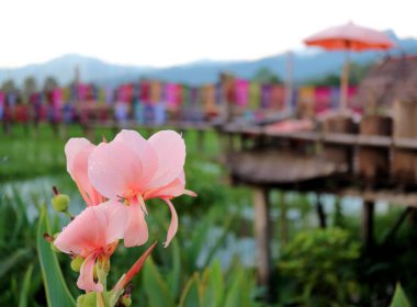 Kapalı Mercan Pembe Canna Zambak Çiçekleri Yaprakların üzerinde Su Damlacıkları