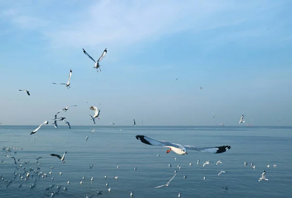 Stor Grupp Måsar Som Flyger Morgonljuset Över Lugna Havet — Stockfoto