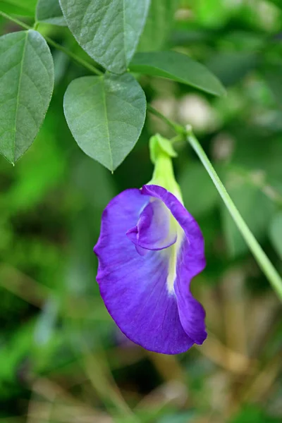 Close Een Vlinder Erwt Aparajita Bloem Bloeien Boom — Stockfoto