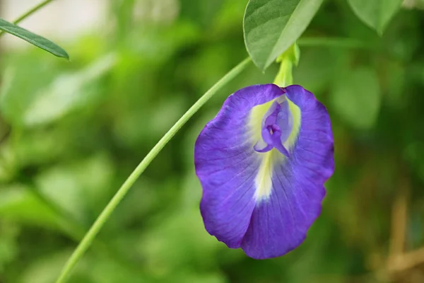 Feche Uma Flor Borboleta Roxa Vibrante Florescente Ervilha Aparajita Sua — Fotografia de Stock