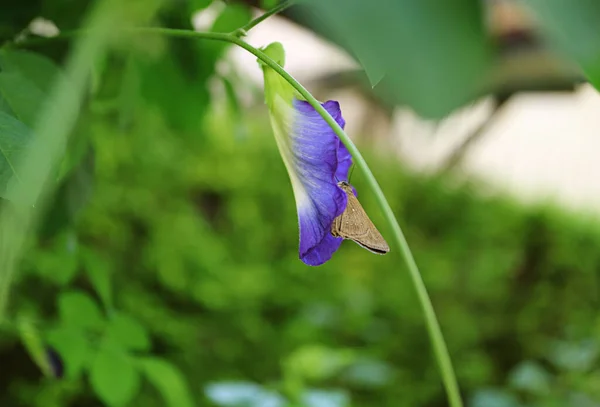 Een Kleine Bruine Vlinder Corrigeren Nectar Een Bloeiende Vlinder Erwt — Stockfoto