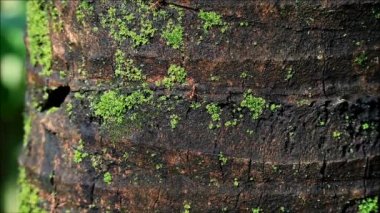 Bir yanlız karınca, koyu kahverengi ağaç gövdesinde yürüyordu. İki tanesi gittikten sonra, Tayland 'da tropikal bir ağaç.