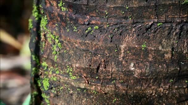 Fünf fleißige Ameisen klettern und arbeiten am Baumstamm einer rauen Kokosnuss, Thailand — Stockvideo