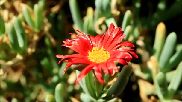벌을 가두어 놓고 붉은 색깔의 카르 칼라 꽃에 화밀을 모은다 — 비디오