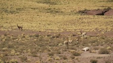 Şili And Dağları 'nın eteklerinde, Kuzey Şili, Güney Amerika' daki bir grup yabani Vicuna 'dan biri sahada yuvarlanıyor.